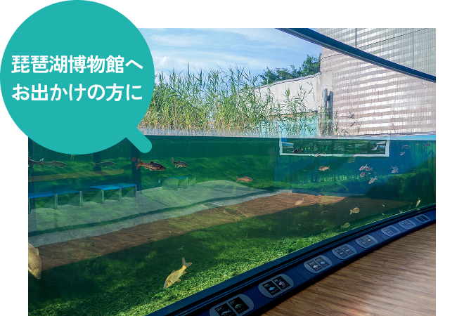 琵琶湖博物館へお出かけの方に